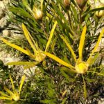 Leucadendron Deacon Yellow