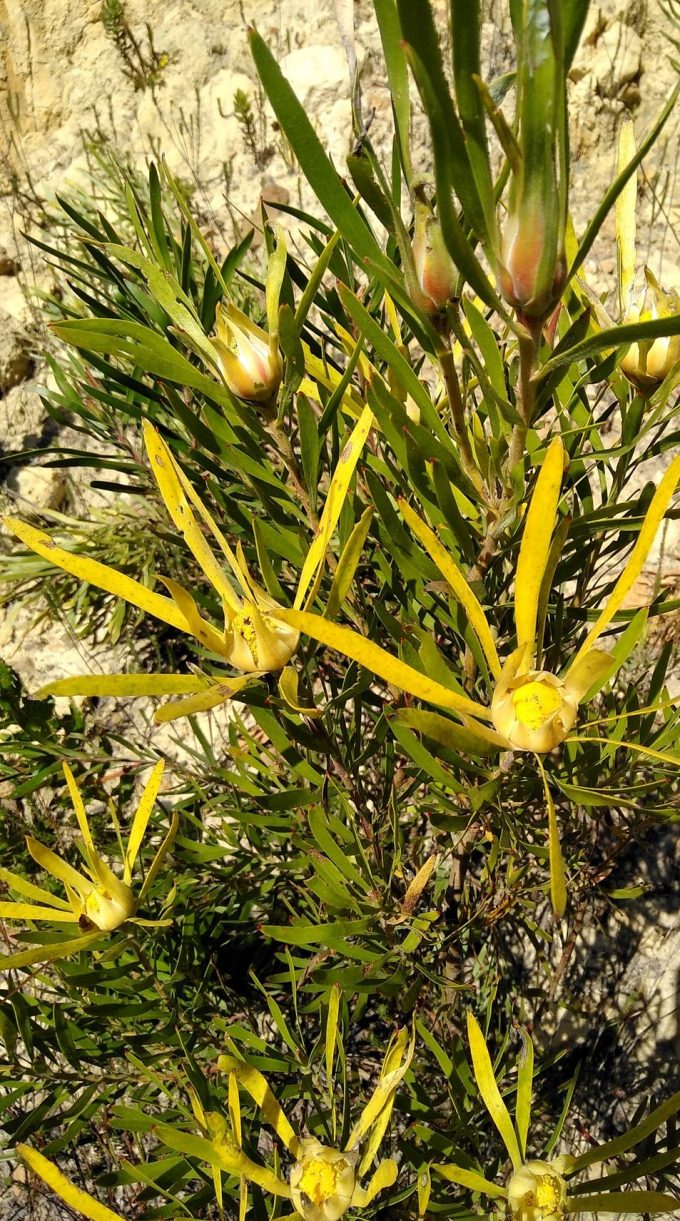Leucadendron Deacon Yellow