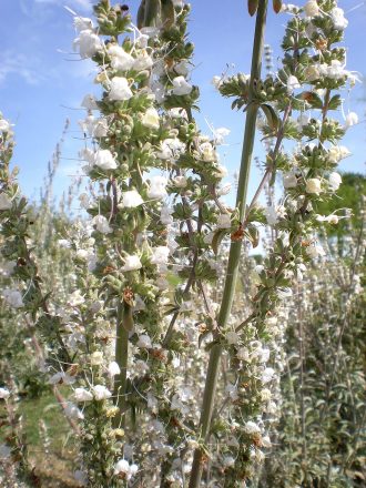 Salvia apiana - Perennial Plant