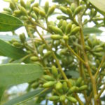 Eucalyptus effusa ssp effusa - Australian Native Gum Tree