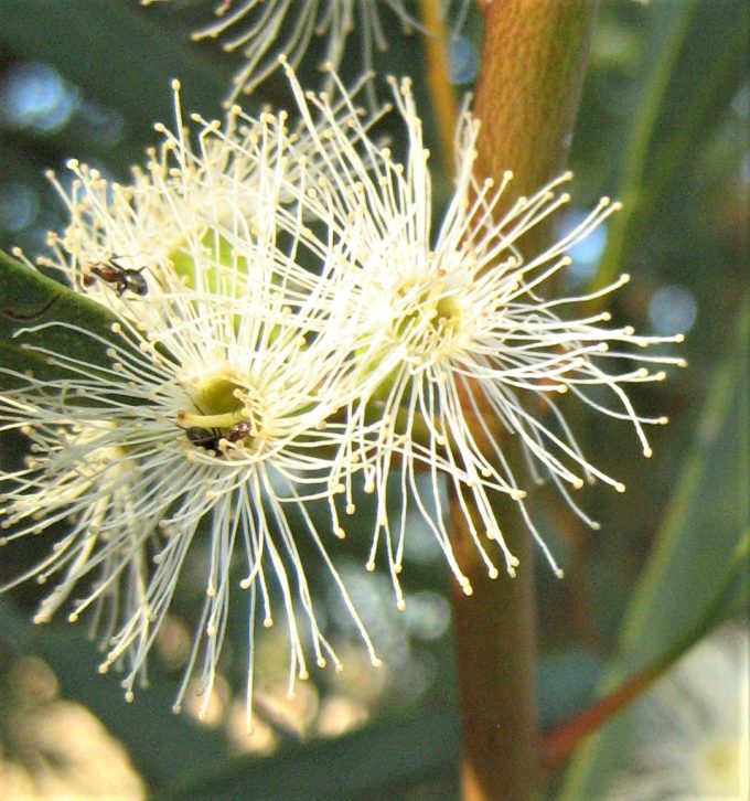 Eucalyptus thamnoides ssp megista - Australian Native Gum Tree