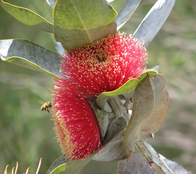 Eucalyptus macrocarpa - Australian Native Gum Tree