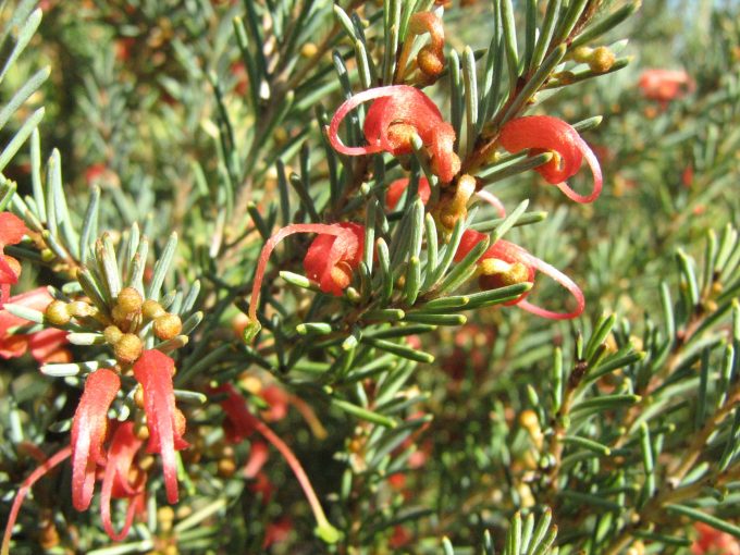 Grevillea disjuncta - Australian Native Plant