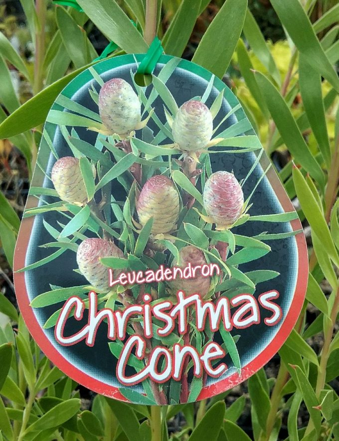 Leucadendron Christmas Cone