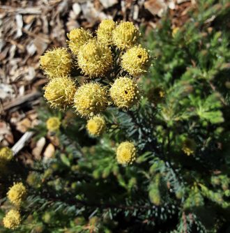 Leucadendron Golden Fireworks