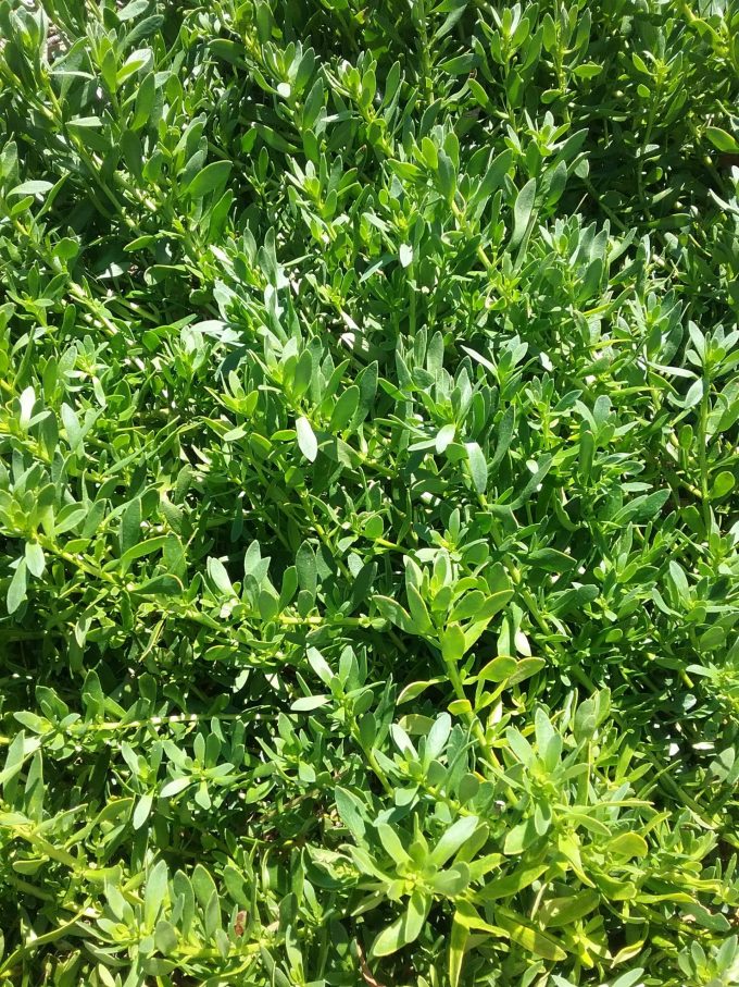 Myoporum parvifolium broad leaf form