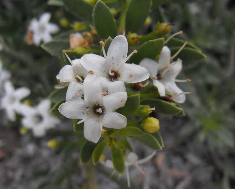 Myoporum parvifolium (broad leaf form) in 75mm Supergro Tube – Trigg Plants