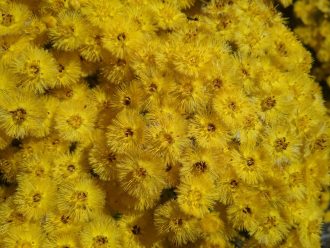 Verticordia acerosa - Australian Native Plant