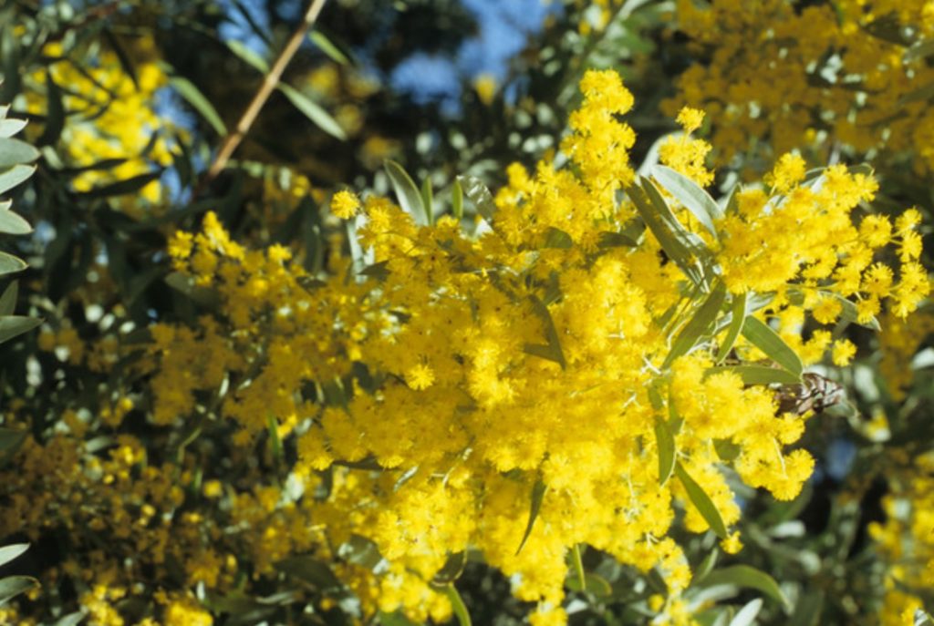 Acacia covenyi - Australian Native Plant