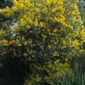 Acacia covenyi - Australian Native Plant