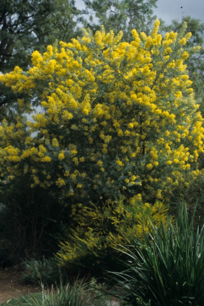 Acacia covenyi - Australian Native Plant