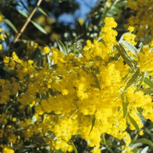 Acacia covenyi - Australian Native Plant