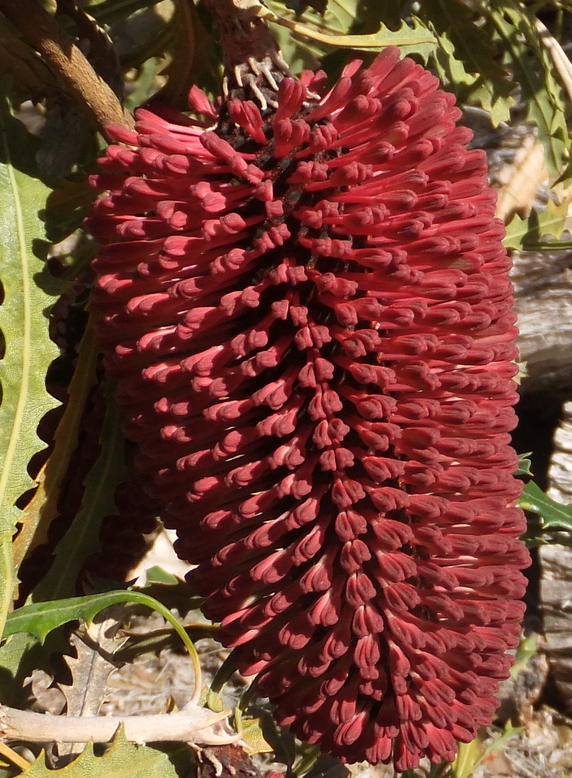 Banksia caleyi in 50mm Forestry Tube