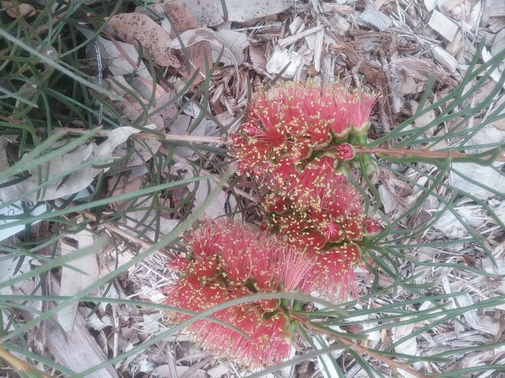 Callistemon teretifolius - Australian Native Plant