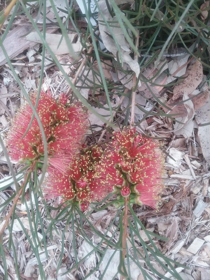 Callistemon teretifolius - Australian Native Plant