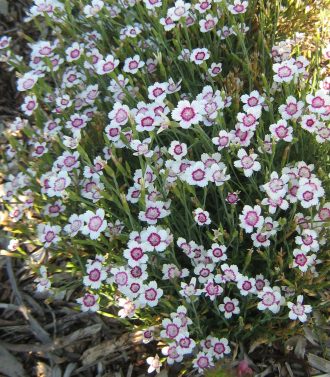 Dianthus deltoides Arctic Fire in 50mm Forestry Tube