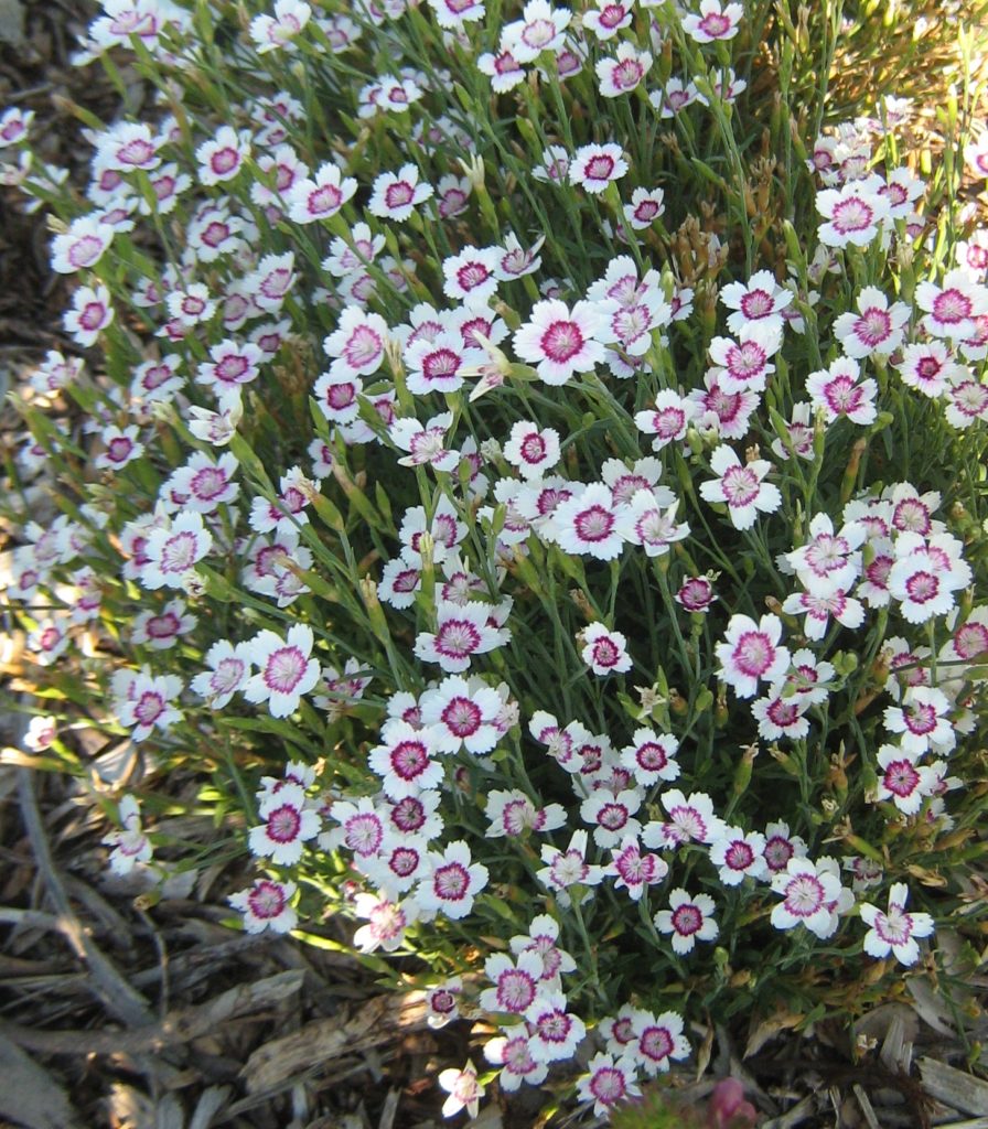 Dianthus Arctic Fire - Perennial Plant