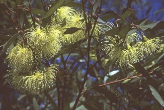 Eucalyptus eremophila 50 seeds