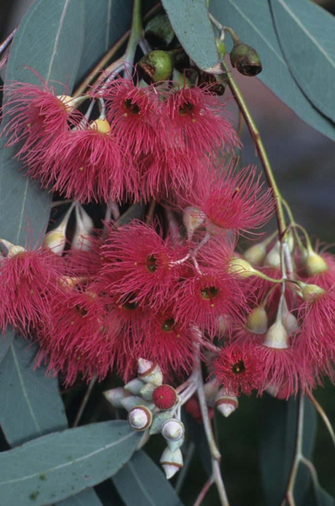 Eucalyptus sideroxylon rosea - Australian Native Gum Tree