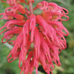 Grevillea Ellendale - Australian Native Plant