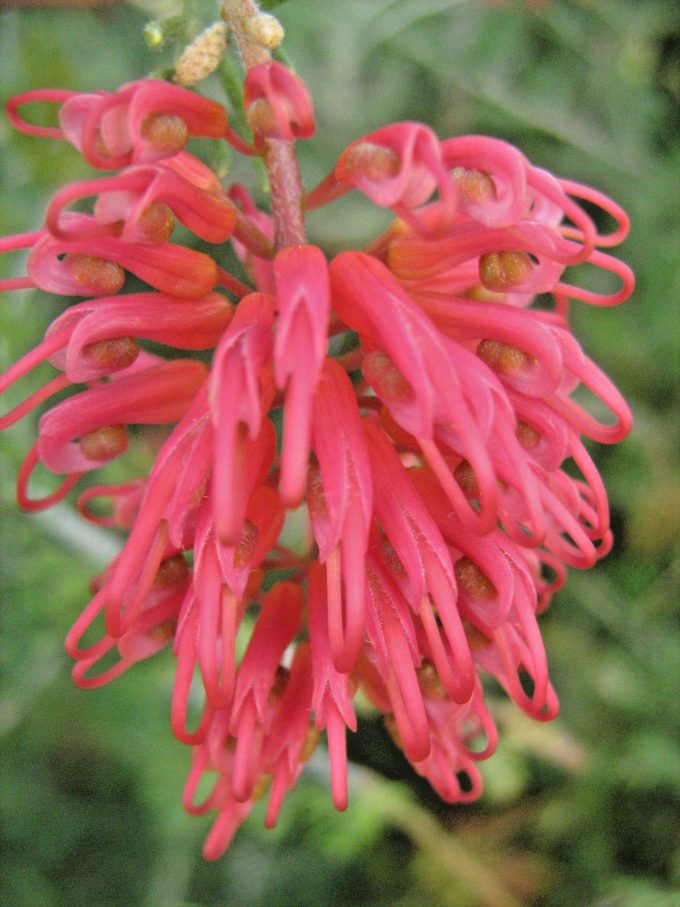 Grevillea Ellendale - Australian Native Plant