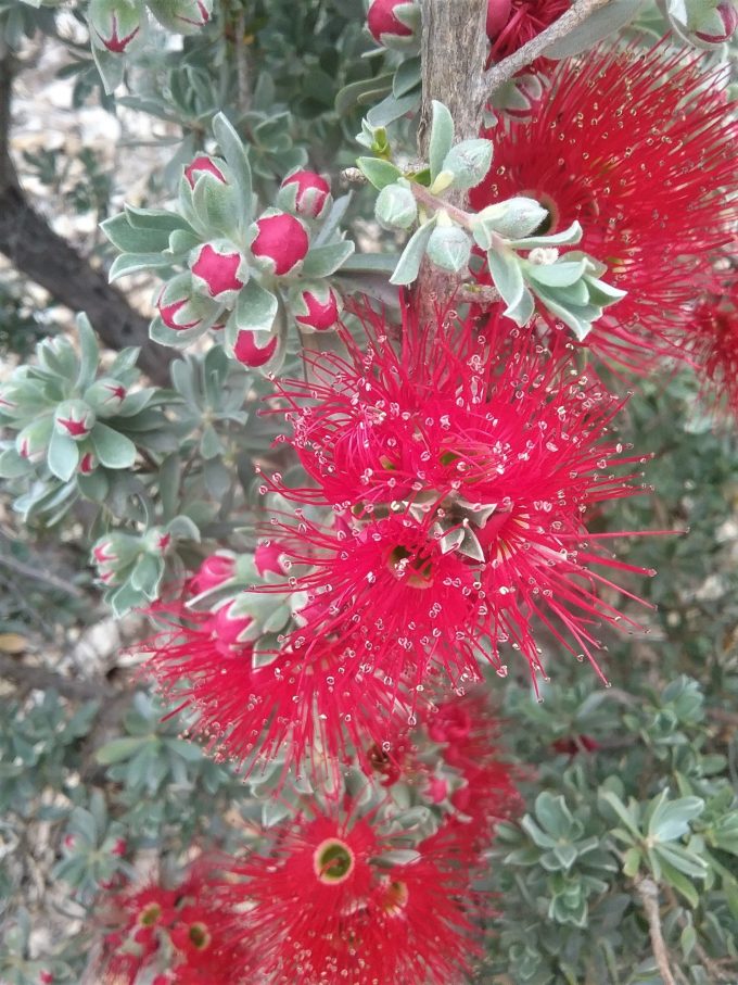 Kunzea baxteri X - Australian Native Plant