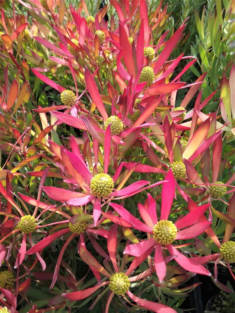 Leucadendron Cheeky in 75mm tube – Trigg Plants