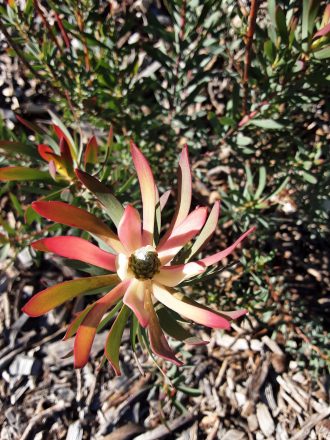 Leucadendron Strawberry and Cream