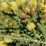 Melaleuca densa- Australian Native Plant