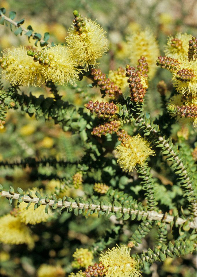 Melaleuca densa- Australian Native Plant