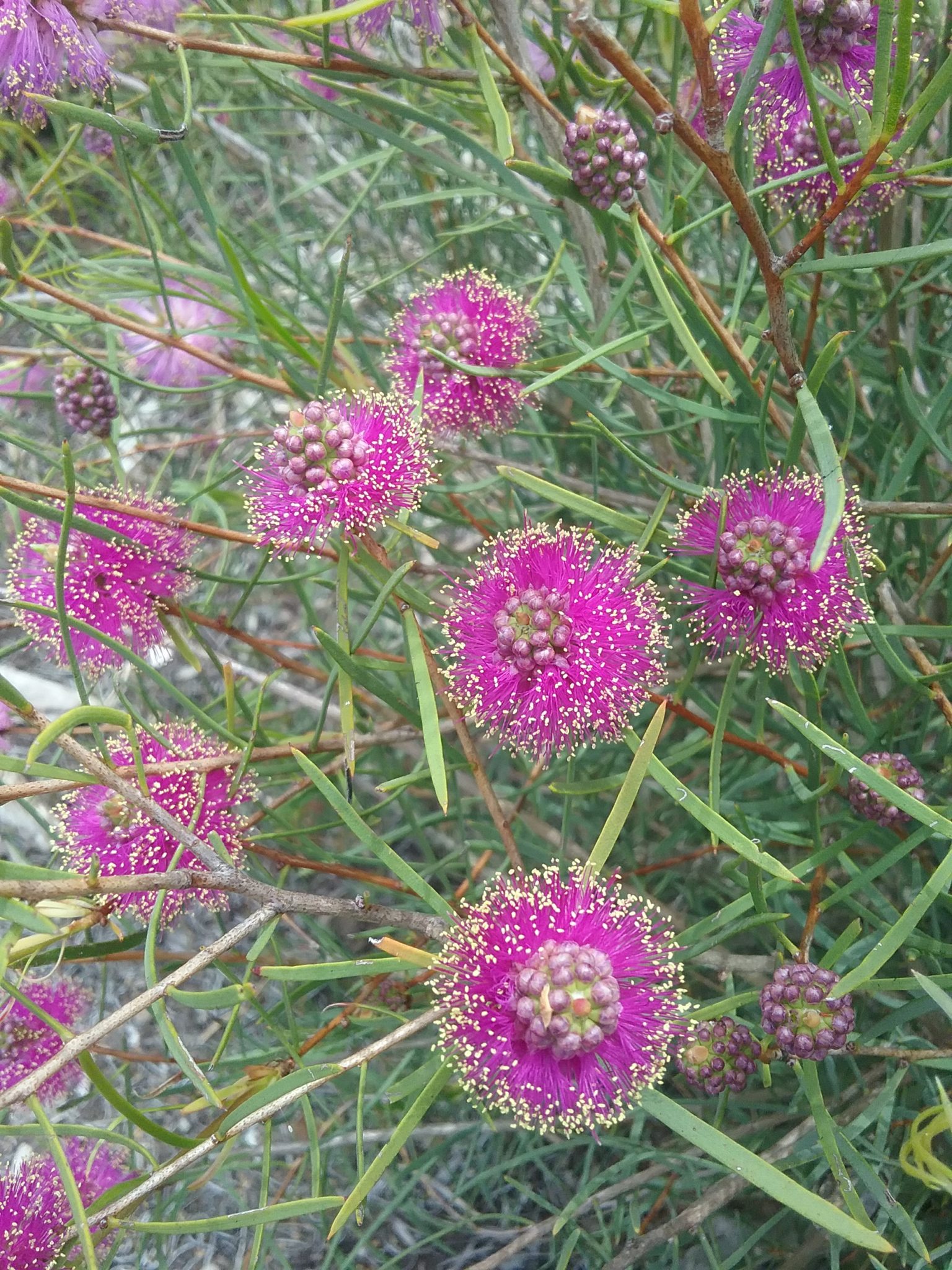Melaleuca filifolia in 50mm Forestry Tube Trigg Plants
