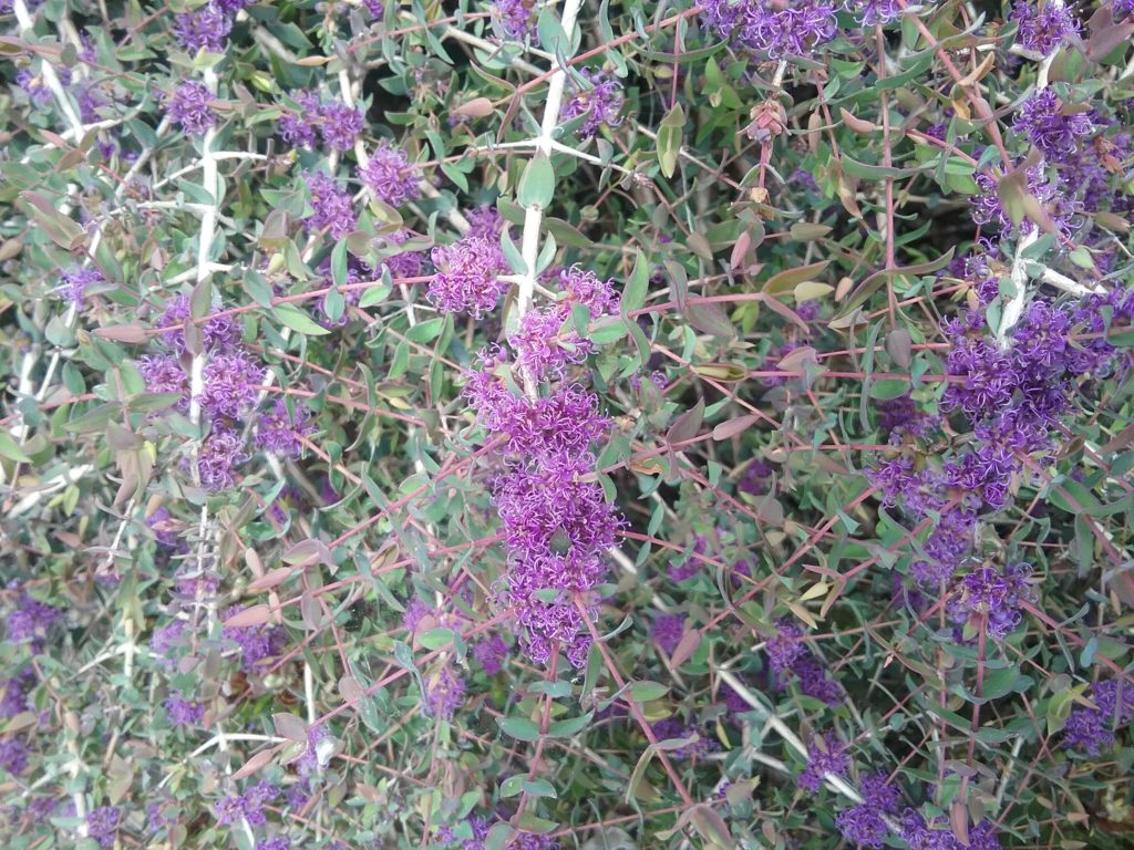 Melaleuca violacea - Australian Native Plant