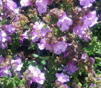 Prostanthera deticulata - Australian Native Plant