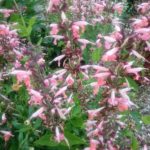 Salvia coccinea pink - Perennial Plant