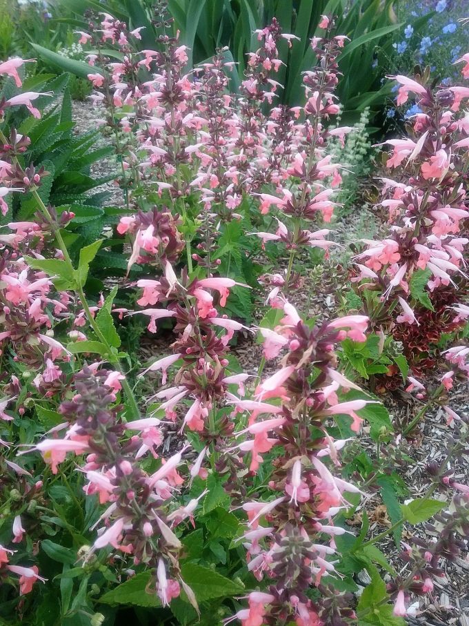 Salvia coccinea pink - Perennial Plants