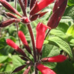 Salvia Winter Red