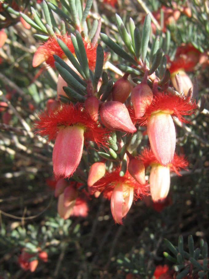 Verticordia mitchellianan - Australian Natine Plant