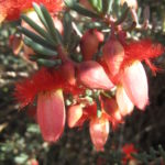 Verticordia mitchelliana - Australian Native Plant