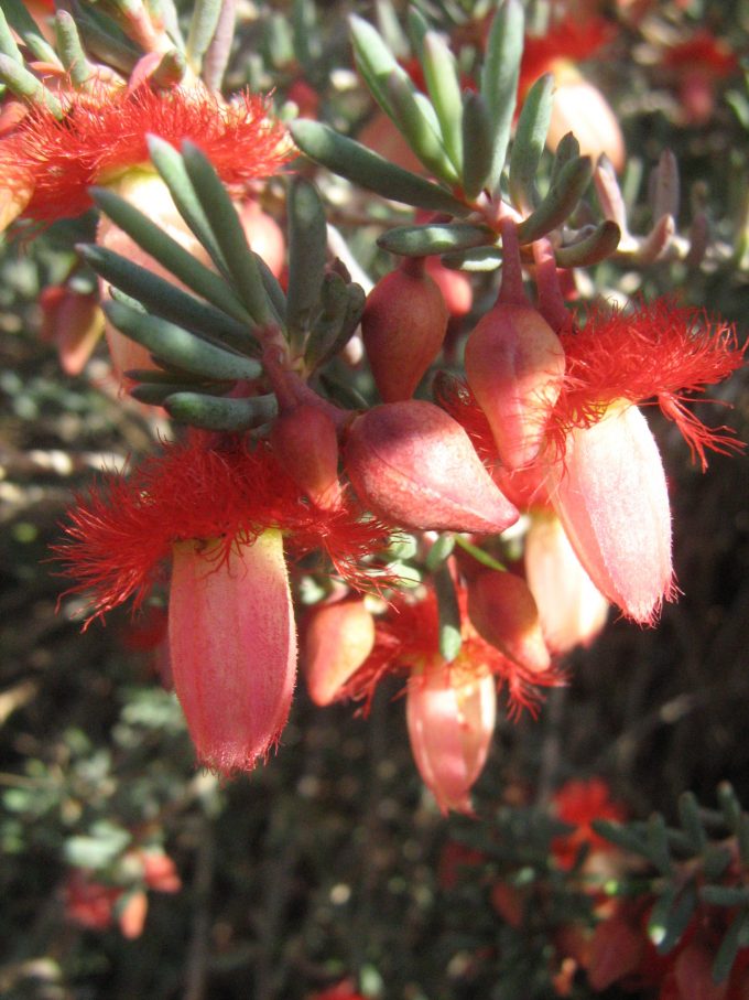 Verticordia mitchelliana - Australian Native Plant