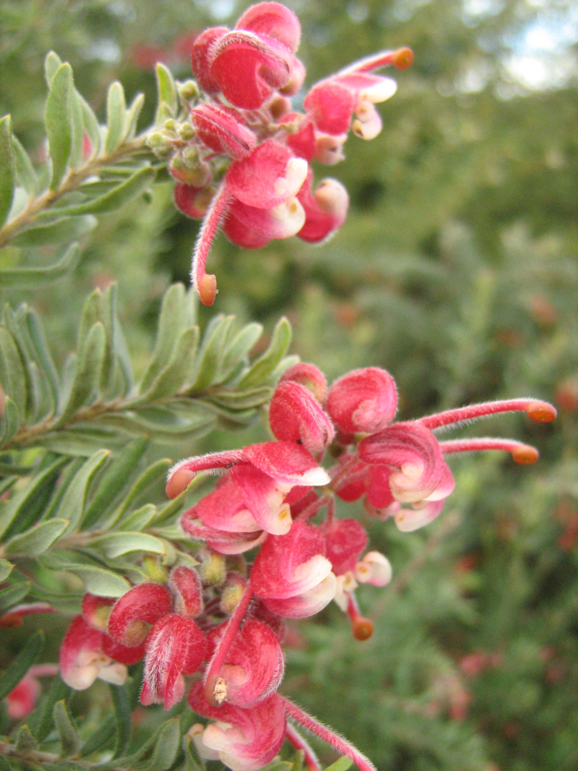 Grevillea Pink Nectar in 50mm Forestry Tube Trigg Plants