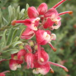 Grevillea Pink Nectar - Australian Native Plant