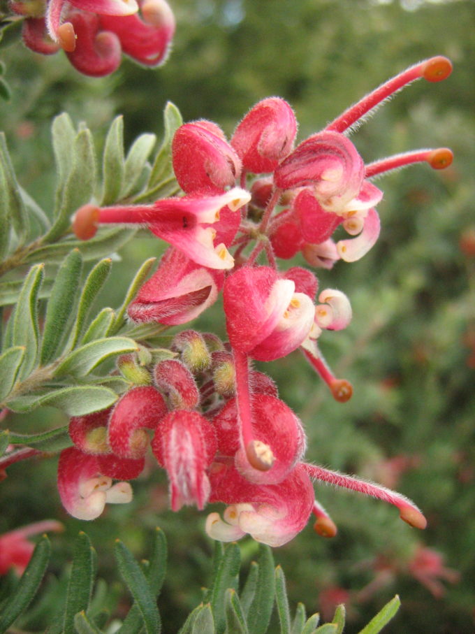 Grevillea Pink Nectar in 50mm Forestry Tube Trigg Plants