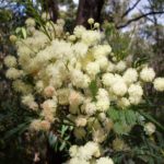 Acacia paramatensis - Australian Native Plant