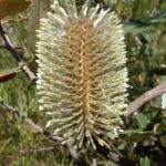 Banksia oblongifolia - Australian Native Plant