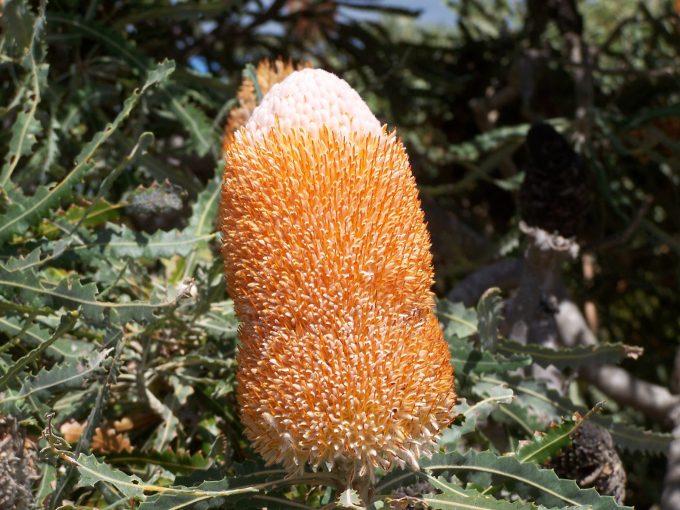 Banksia prionotes - Australian Native Plant