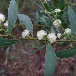 Acacia myrtifolia - Australian Native Plant