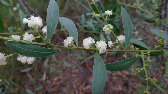 Acacia myrtifolia - Australian Native Plant