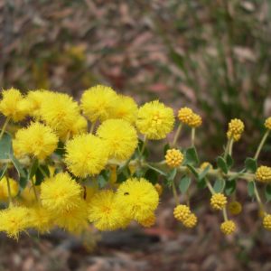 Acacia uncinata - Australian Native Plant