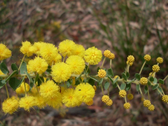 Acacia uncinata - Australian Native Plant