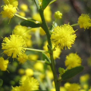 Acacia acinacea - Australian Native Plant